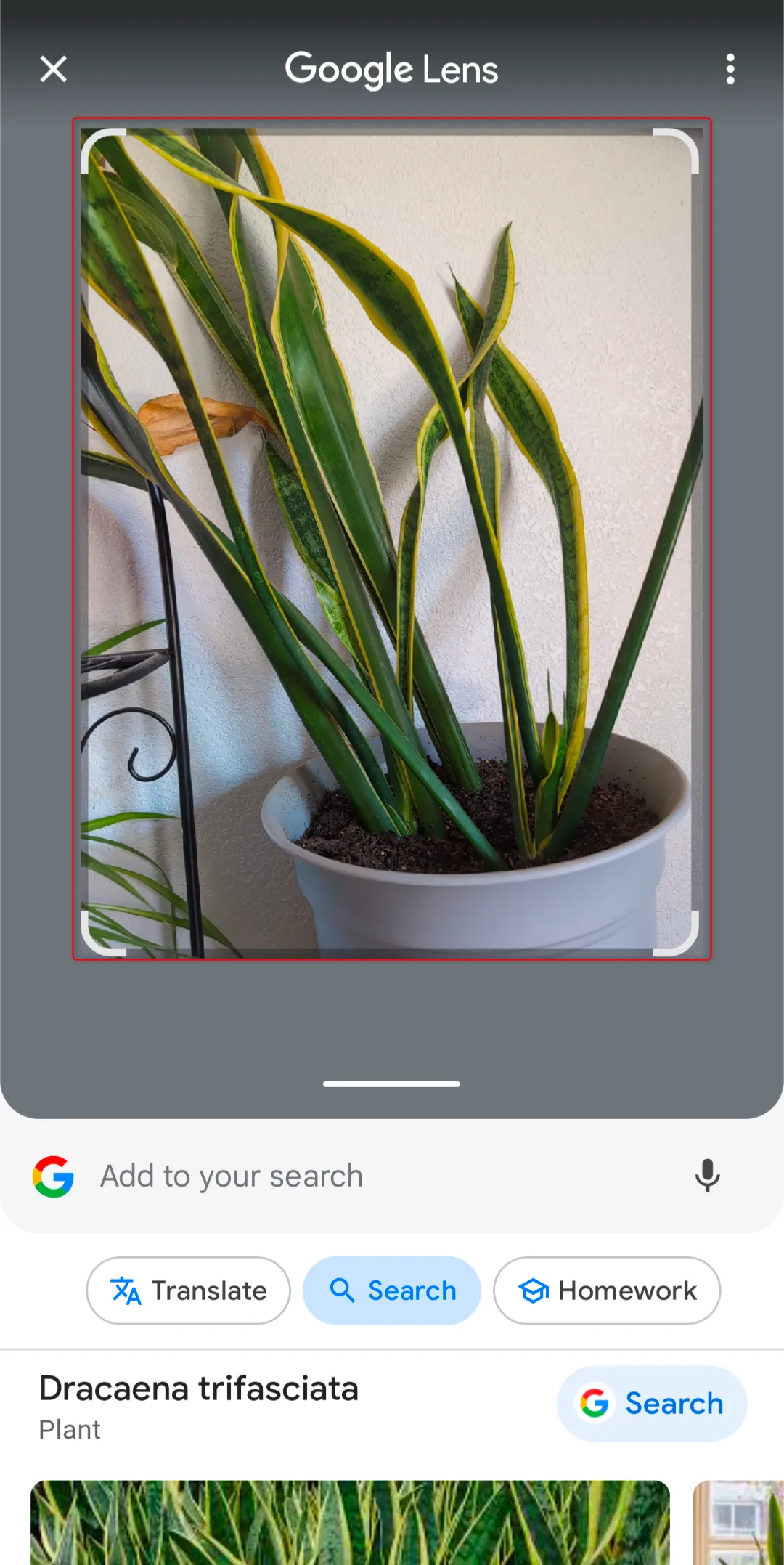 Cây trồng trong nhà đang được Google Lens nhận diện chủng loại