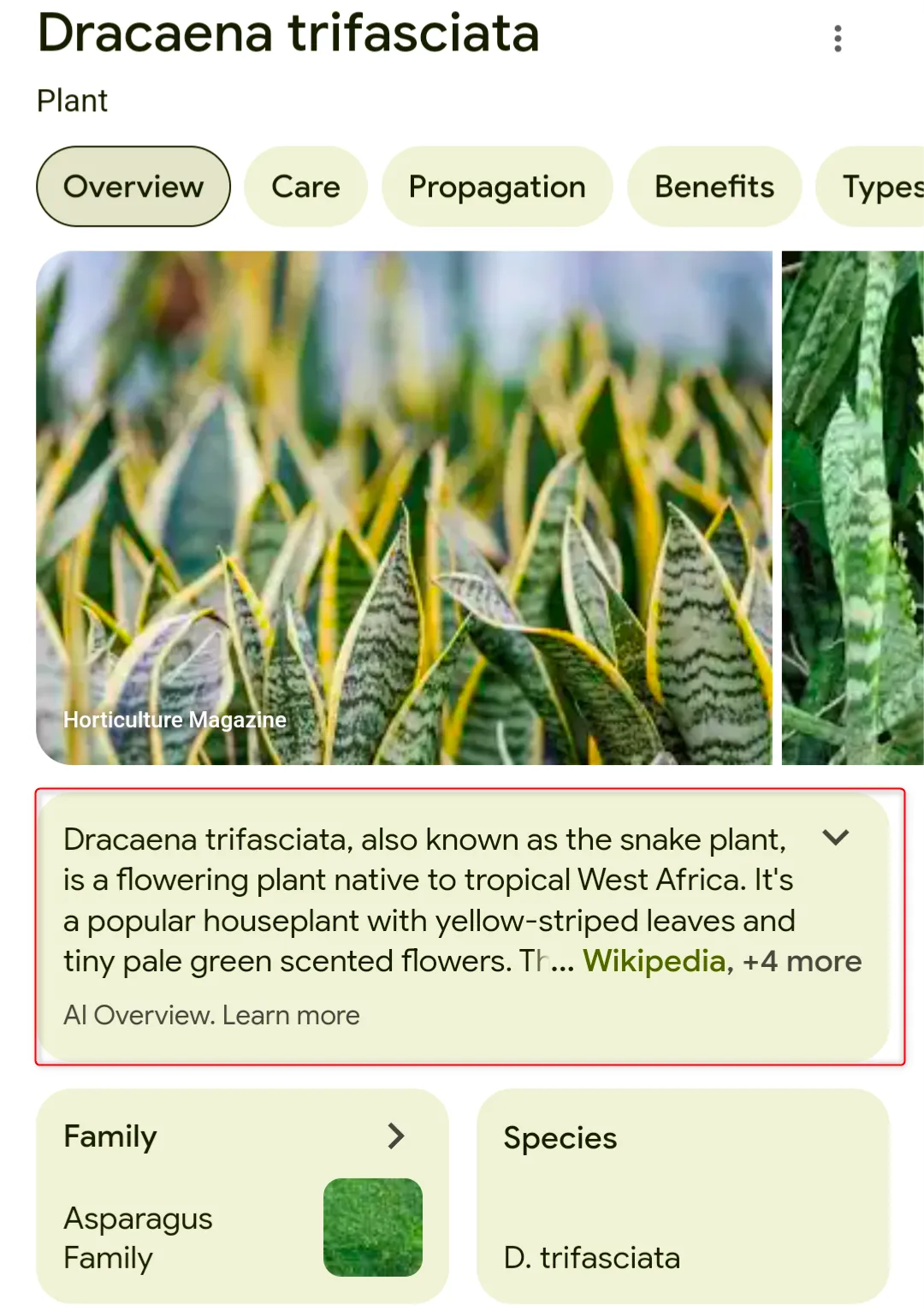 Kết quả tìm kiếm của Google Lens cho thấy cây lưỡi hổ (snake plant) được nhận diện thành công